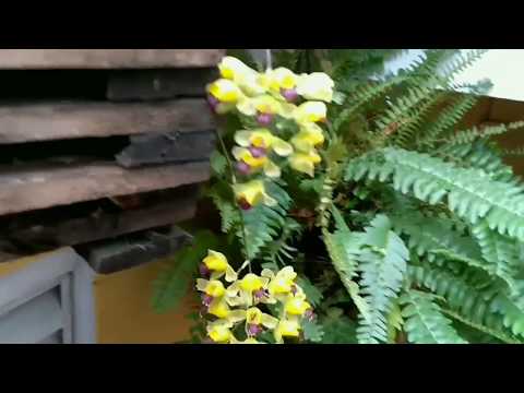 , title : 'Floração da Orquídea Baptistonia Echinata'