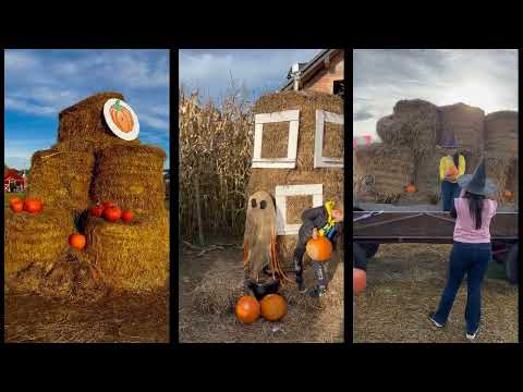 Pole dyniowe Dynie Farma dyniowa Modlniczka Modlnica #pumpkin #farm #krakow #travel #pumpkinfarm