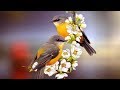 Peaceful Relaxing Instrumental music, Meditation Quiet Music " Birds of August" By Tim Janis
