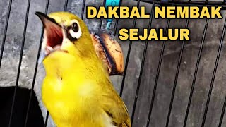 Download lagu PLECI DAKBAL NEMBAK WITWIT SEJALUR VOLUME GLEDEG .. mp3