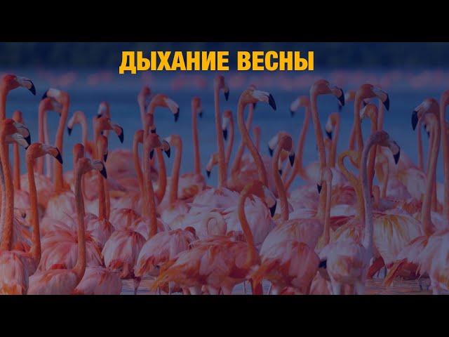 Фламинго прилетели в Казахстан