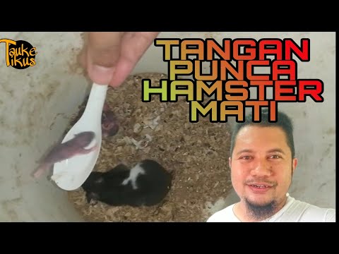 TANGAN PUNCA HAMSTER MATI