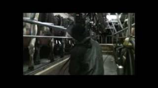 preview picture of video 'Early milking on a New Zealand dairy farm'