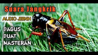 Download lagu Suara Jangkrik Cocok Untuk Masteran Burung Jawara Anda. Audio Jernih Terbaru 2022 mp3