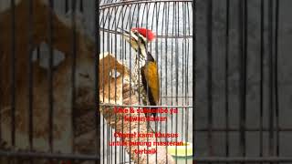 Download lagu Masteran suara jernih pelatuk bawang, cocok untuk semua burung kicau para suhu mp3