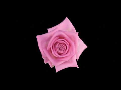 Loki & Kičve - Bečka Škola