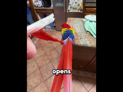 Never Touch This On Your Bird's Feathers 🐦