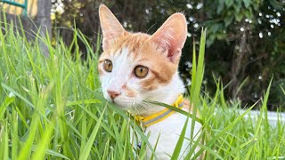 「Akira江西南癒しの猫」#貓動画#cat#可愛い猫