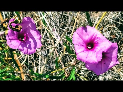 Native Plants of Coronado Historic Site - Bush Morning Glory