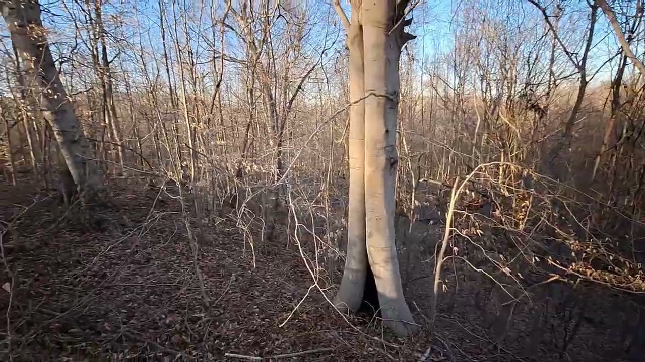 Premium Hunting Leases in Ohio County, Kentucky: Prime Land Access
