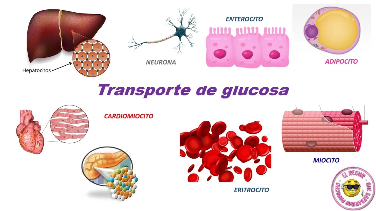 Transporte de glucosa: SGLT-1 y familia GLUT
