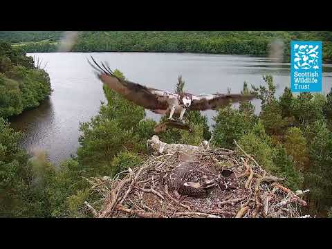 Female Osprey NC0 brings a Monster Pike to the Nest (Loch of the Lowes Osprey Webcam 2022)