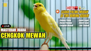 Download lagu KENARI JUARA LANGSUNG RESPON DENGAR SUARA KENARI GACOR PANJANG #kenarijuara #canary #kicaumania mp3