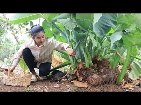 Harvest taro for cooking / Yummy taro root curry recipe / Cooking with Sreypov