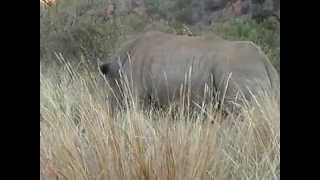preview picture of video 'Rhino becomes angry in Pilanesberg, South Africa'
