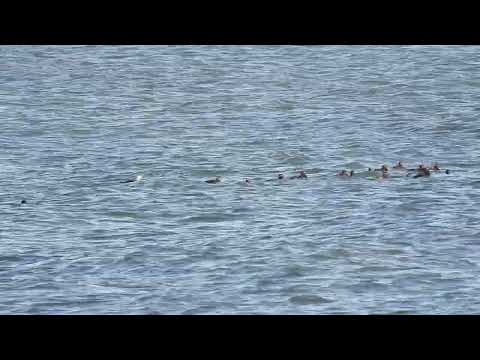 Velvet Scoters - East Wemyss - Fife - 13/02/2024