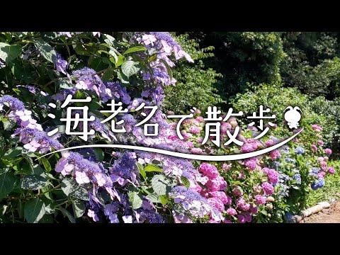 海老名で散歩～市内のアジサイ巡り～