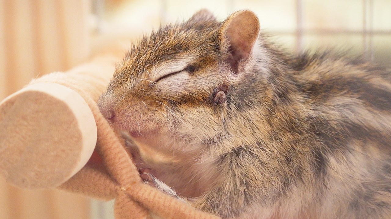 【シマリス】笑顔でうとうとするリス