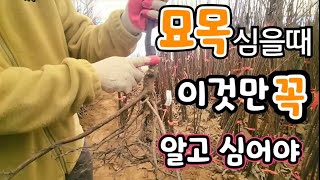 유실수 묘목 절대 죽지 않게 심으려면 꼭 알아야? 묘목시장  옥천 중앙농원