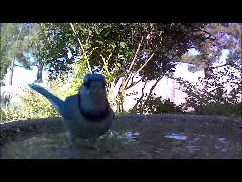 Blue Jay At Wild Birds Unlimited Evans Bird Bath - October 2022