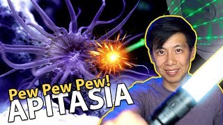 Pew-Pew-Pew-ing Aiptasia!! {LASER TIME}