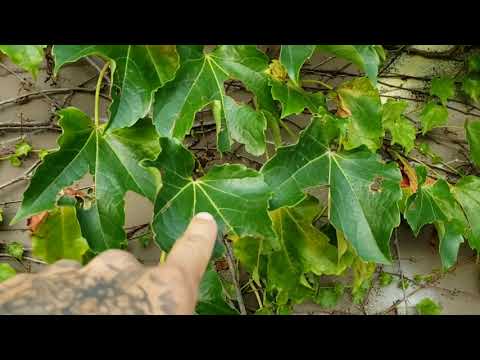 (#141) Ashland Avenue Trackside Botany Lesson