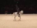 Counter canter - renvers canter - dressage horse