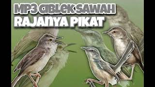 Download lagu Suara pikat ciblek sawah jernih ampuh !!! Terbaru mp3