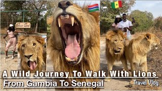 Traveling From Gambia To Senegal | Walking With Lions In Fathala | Travel Vlog Africa | Meet My Mum