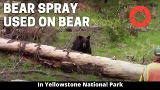 Bear Spray Used On Bear in Yellowstone National Park