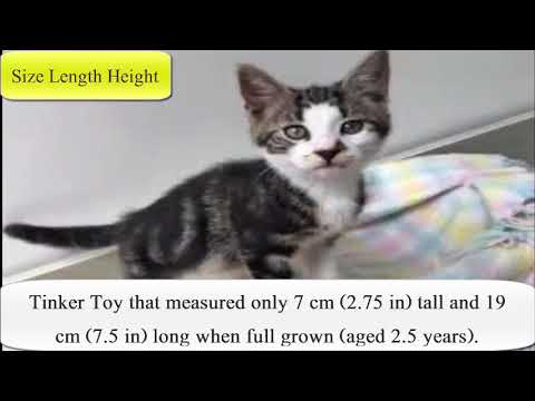 Cat Size Length Height