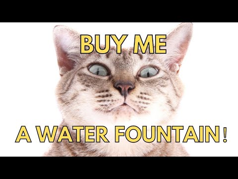 How To Train Your Cat To Drink From A Fountain?