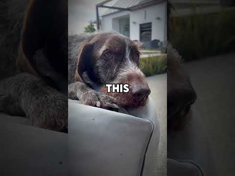 DogYears