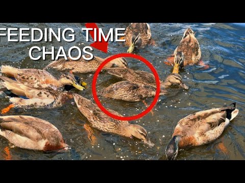 Duck Family Feeding Chaos | Ducks Go Wild at Feeding Time