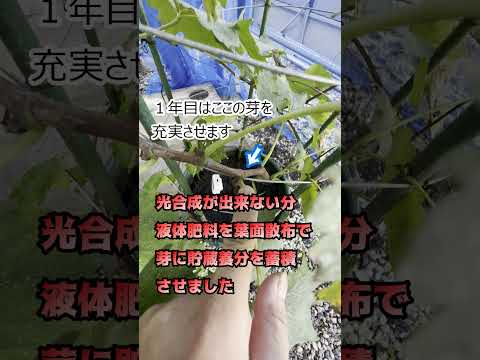 より高い樹立率を得るには、いつ、どのようにブドウを植えるべきでしょうか?  庭園