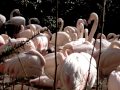 Lesser Flamingo
