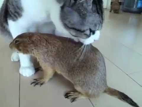 🔵Life In A Day =On July 24= Daily life of a cat and prairie dogs🔵