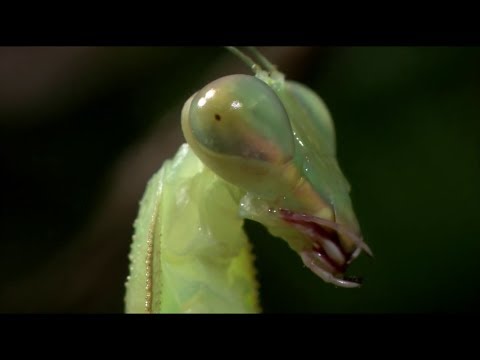 Insecto Alienigena - Mantis Religiosa Discovery Channel 2001 Documental 1080p