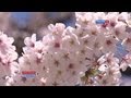 Цветение сакуры в Японии 2012 / Sakura in Japan 2012 / 桜の花 2012 ...