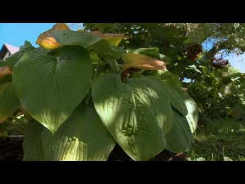 Ein Gartentraum, 19. Oktober 2014