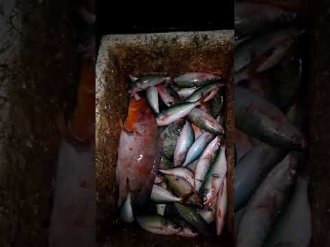 kadarateng lang namen sa bahora na Kong tawagen deto samen barahoan #fishing