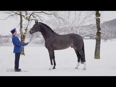 Lucido v. Luis Figo - Rubin-Royal - Rivero II