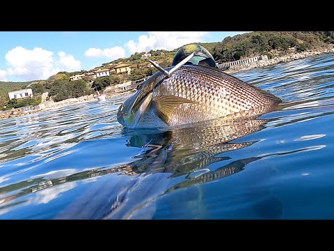 Pescasub " DENTEX" Dentice.