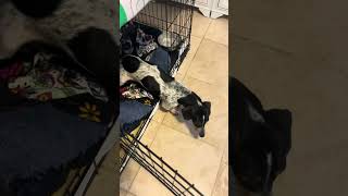 Video preview image #1 Dachshund Puppy For Sale in San Antonio, TX, USA