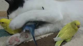 Re: [問卦] 社區出現怪鳥怎麼處理？急 在線等