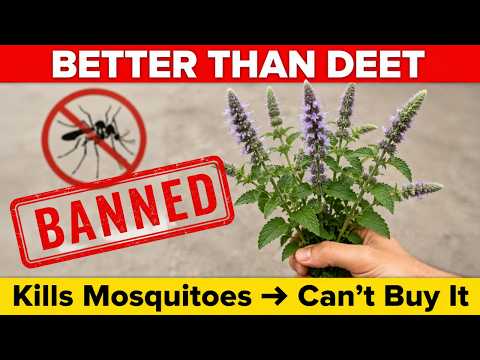 Discover the Wild Plant That Outperforms DEET in Mosquito Control