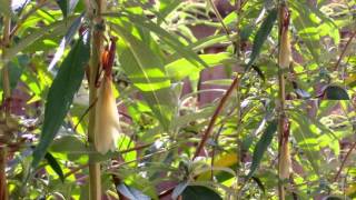 A mantis gets her wings.