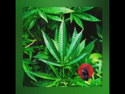 Crimson Yakuza time to get high  (black bulls rap )