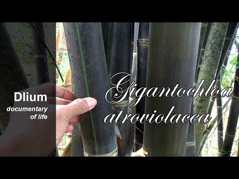 image-Does black bamboo grow in Florida?