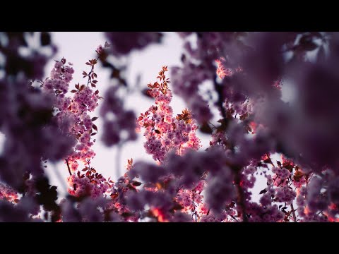 Mariana Petrovici - Un cântec dulce